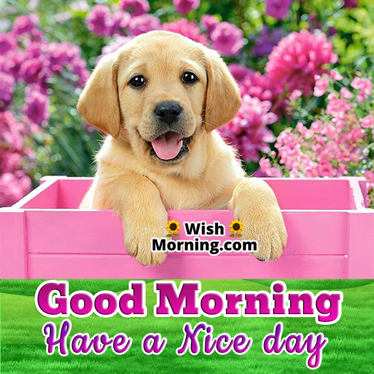 Good Morning Dog Images - Wish Morning