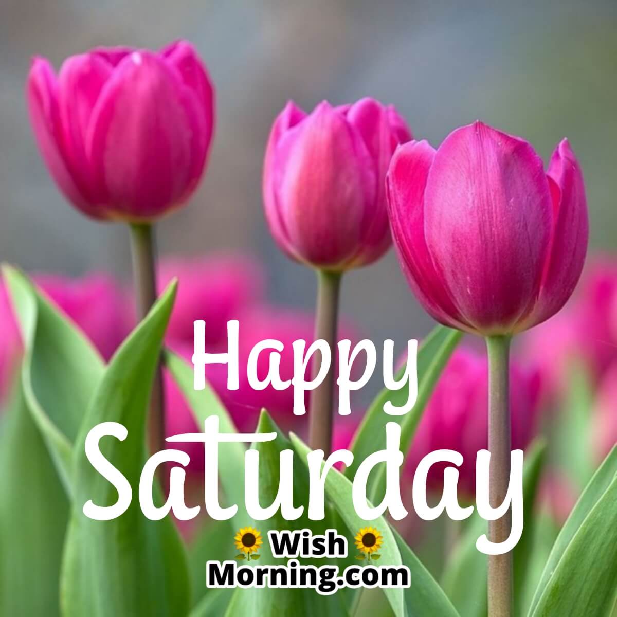 Happy Saturday Morning Wishes
