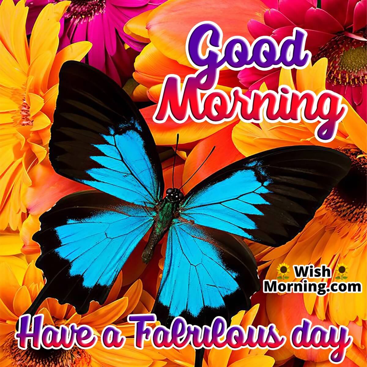 Good Morning Butterfly Images - Wish Morning