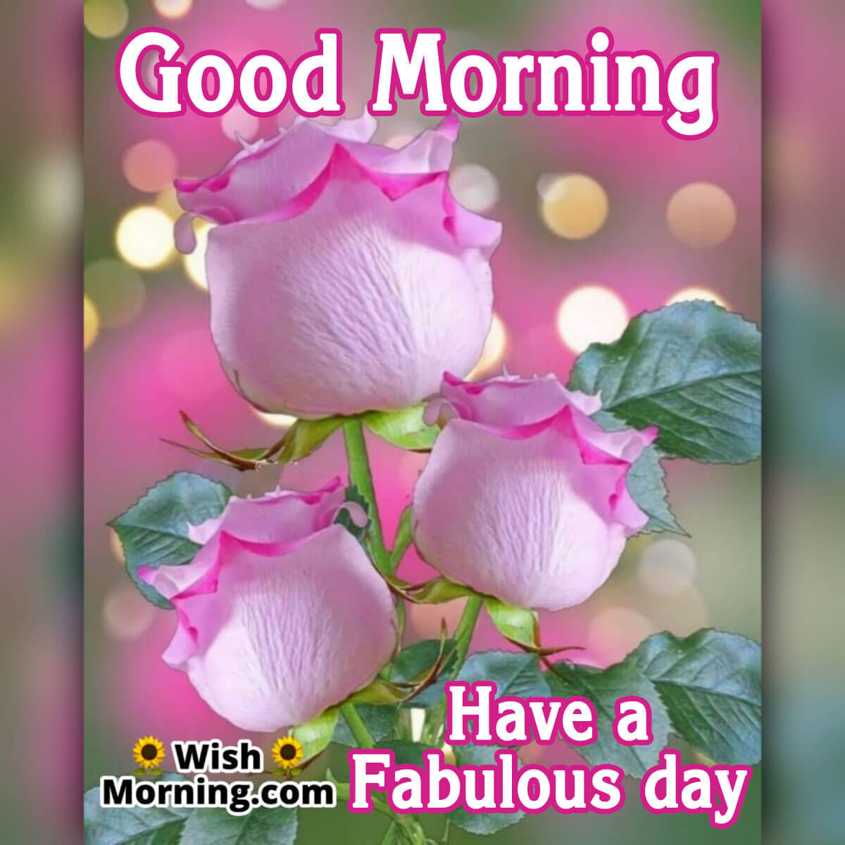 Good Morning Rose Flower