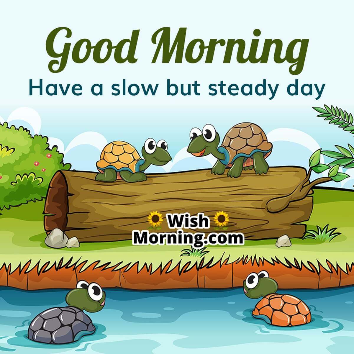 Good Morning Tortoise Images