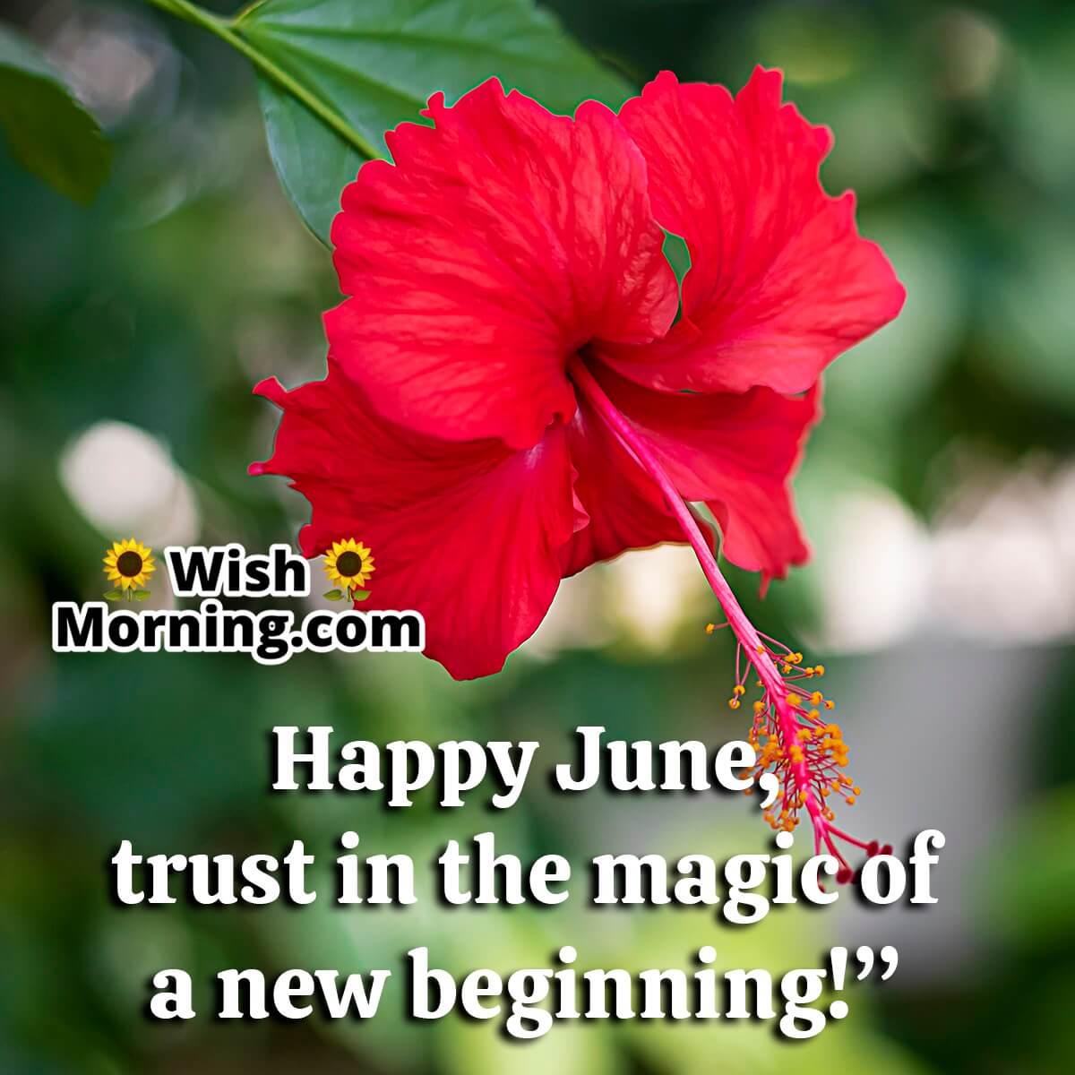 Hello, June, Trust In The Magic Of A New Beginning!”