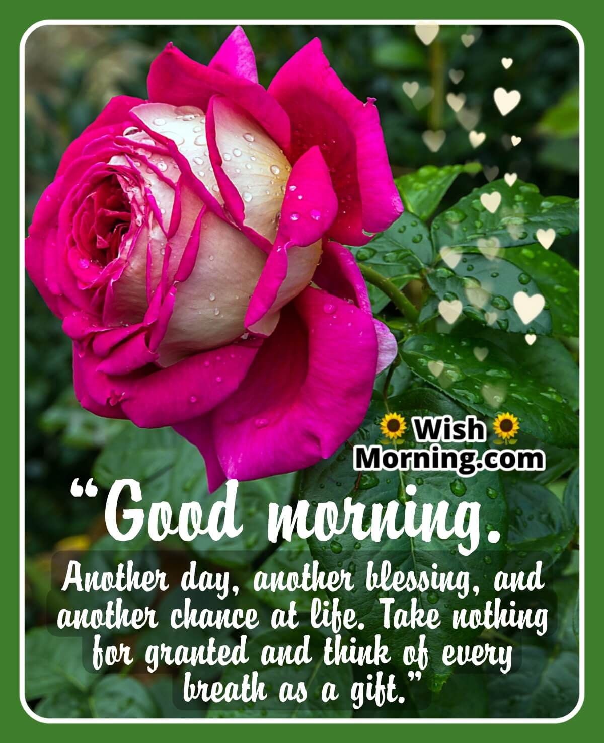 Good Morning Rose Image