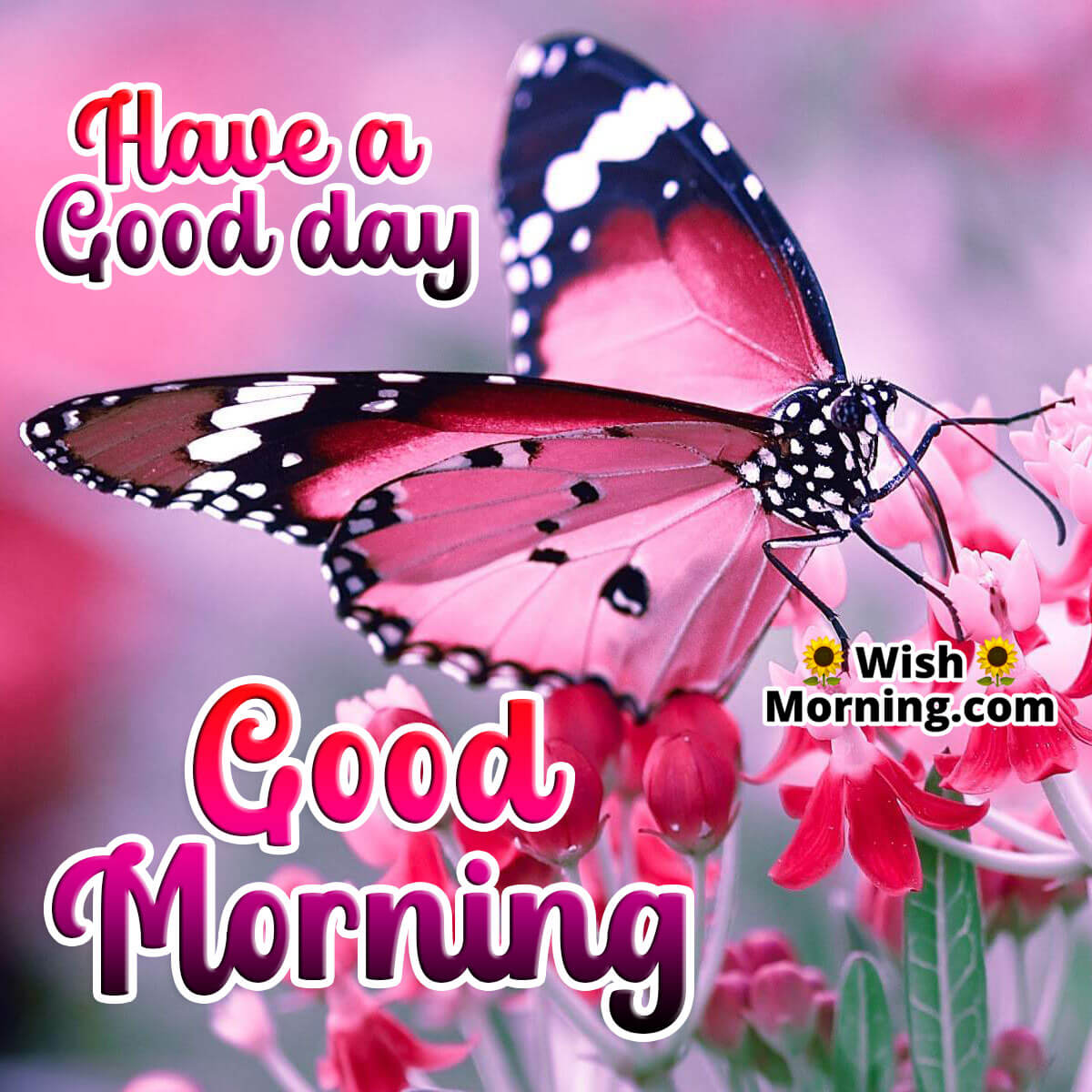 Good Morning Butterfly Images - Wish Morning