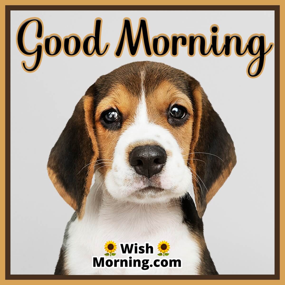 Good Morning With Dogs Image