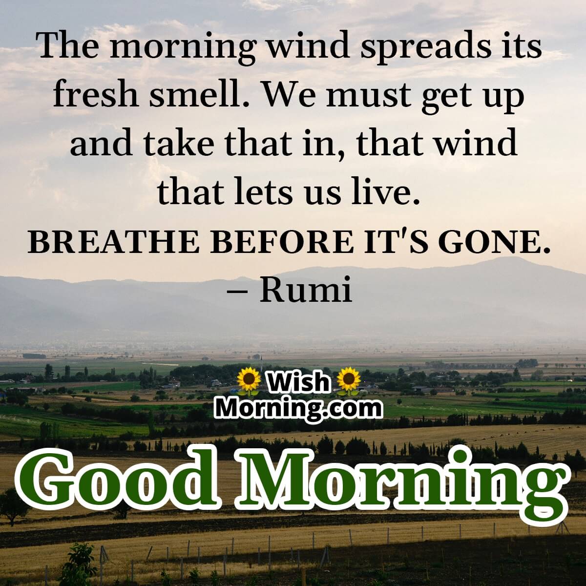 Good Morning Rumi Picture