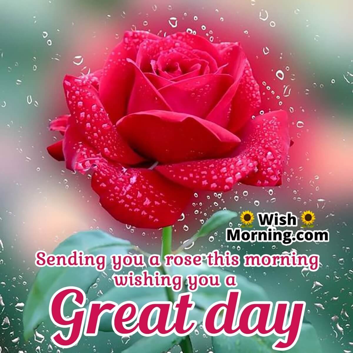 Good Morning Wishes With Rose Flower - Wish Morning