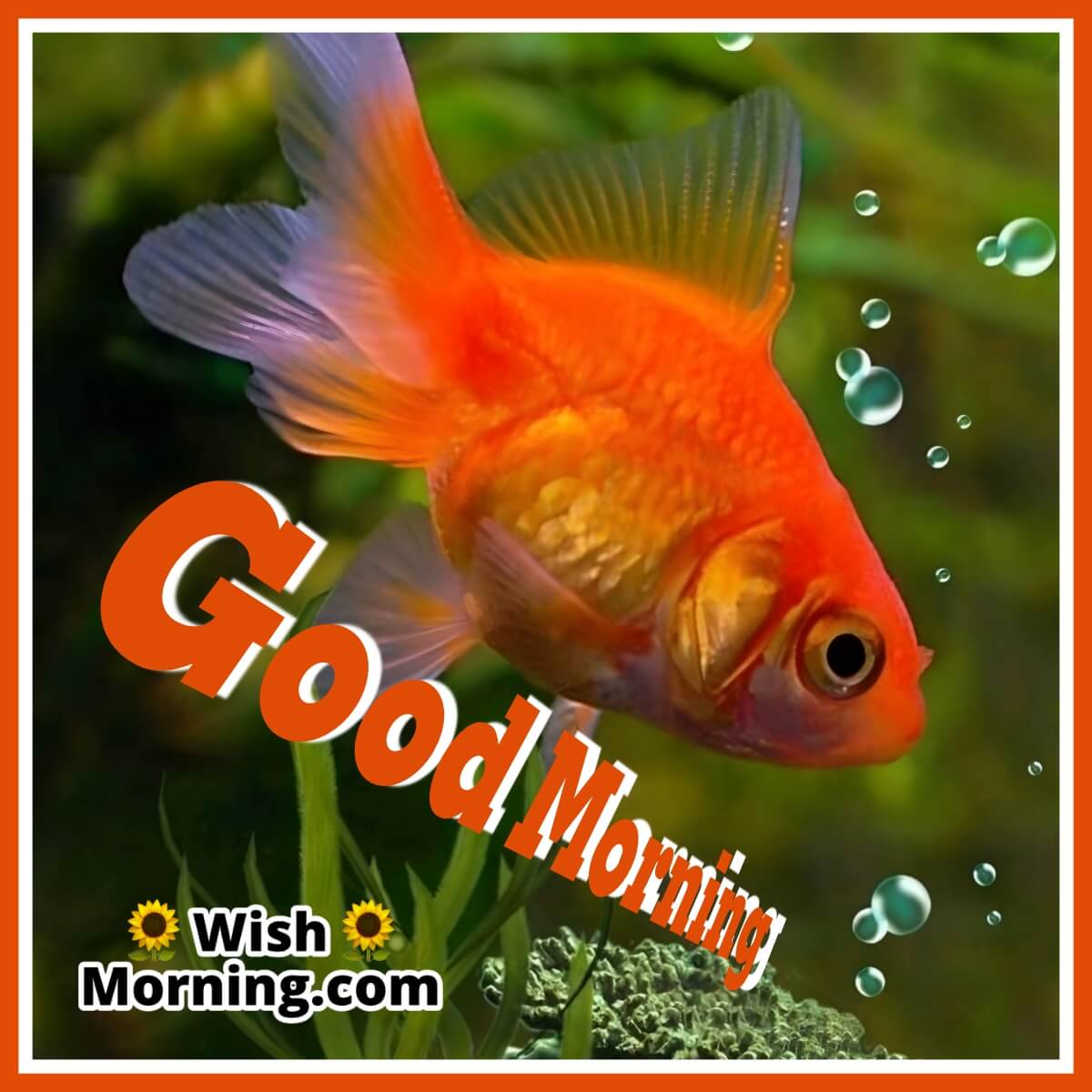 Good Morning Fish Picture 