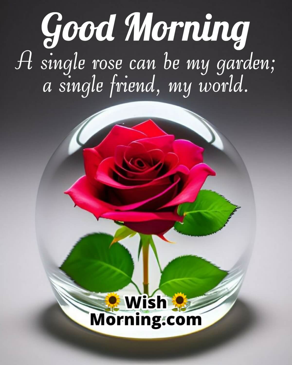 Good Morning Wishes With Rose Flower - Wish Morning