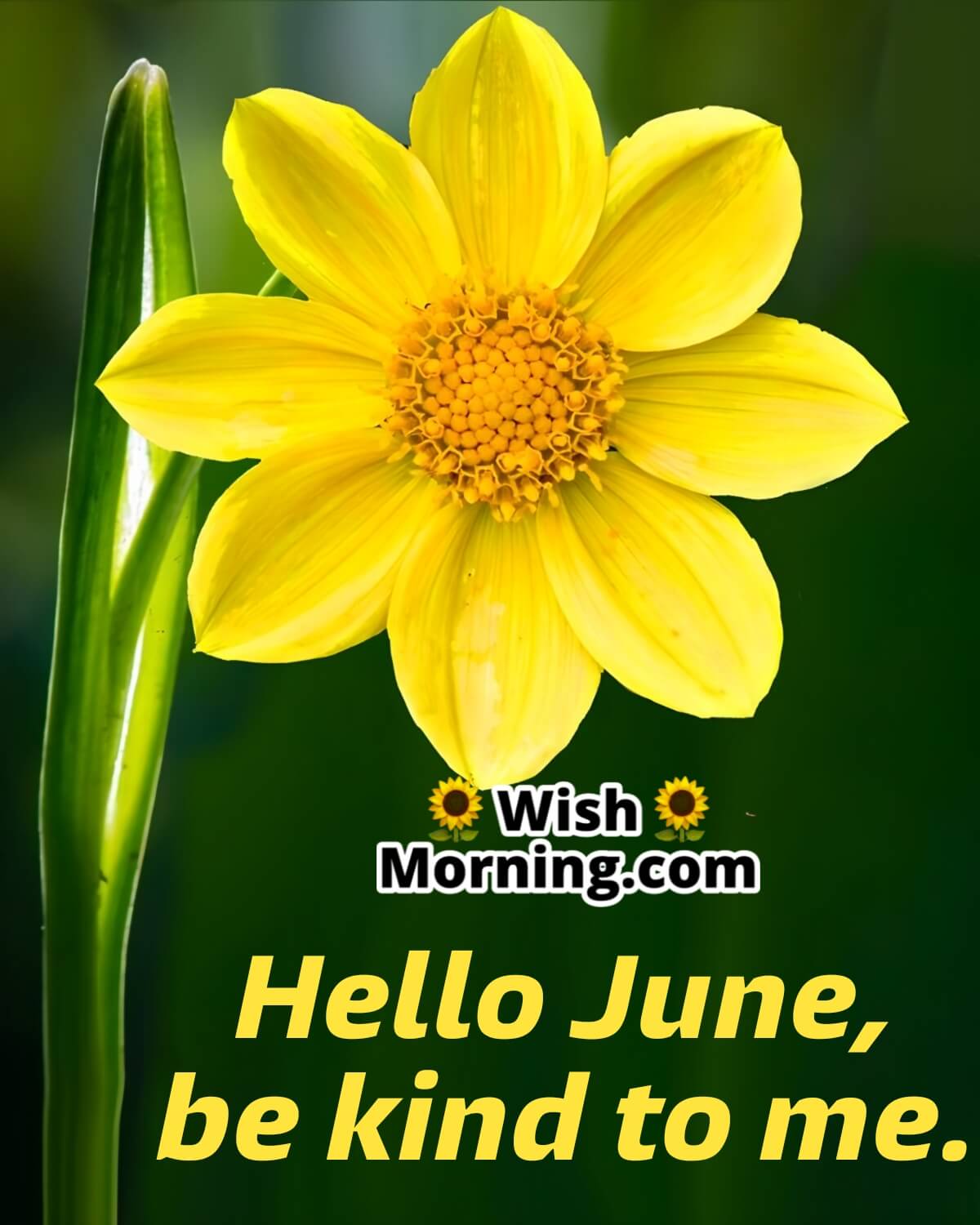 Hello June, Be Kind To Me