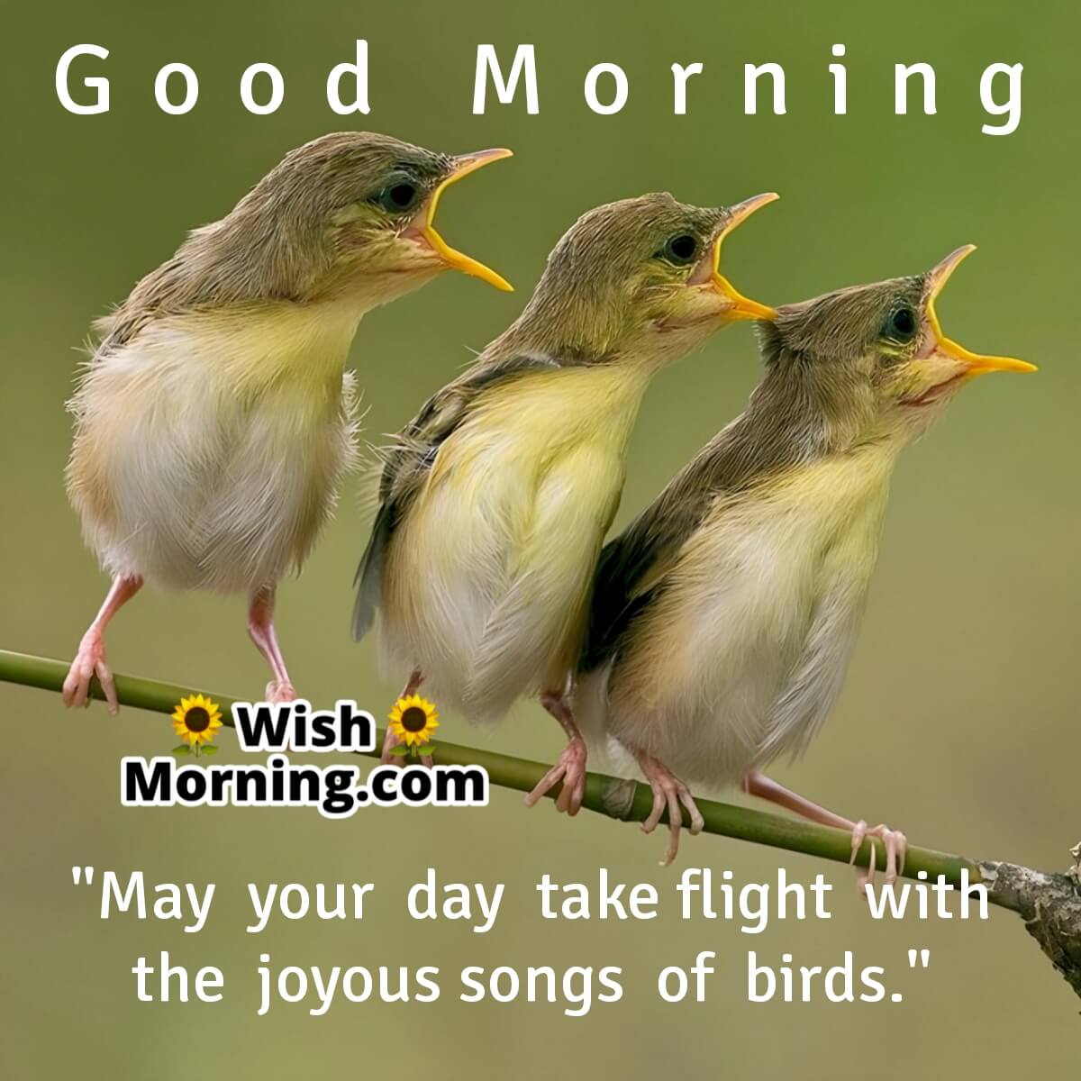 Good Morning Wish With Birds