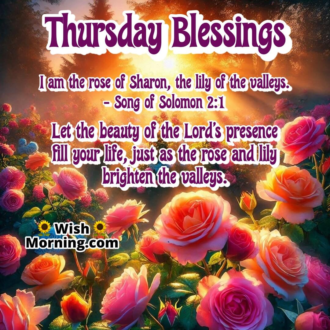 Blooming roses in a garden with Song of Solomon 2:1 for Thursday blessings.