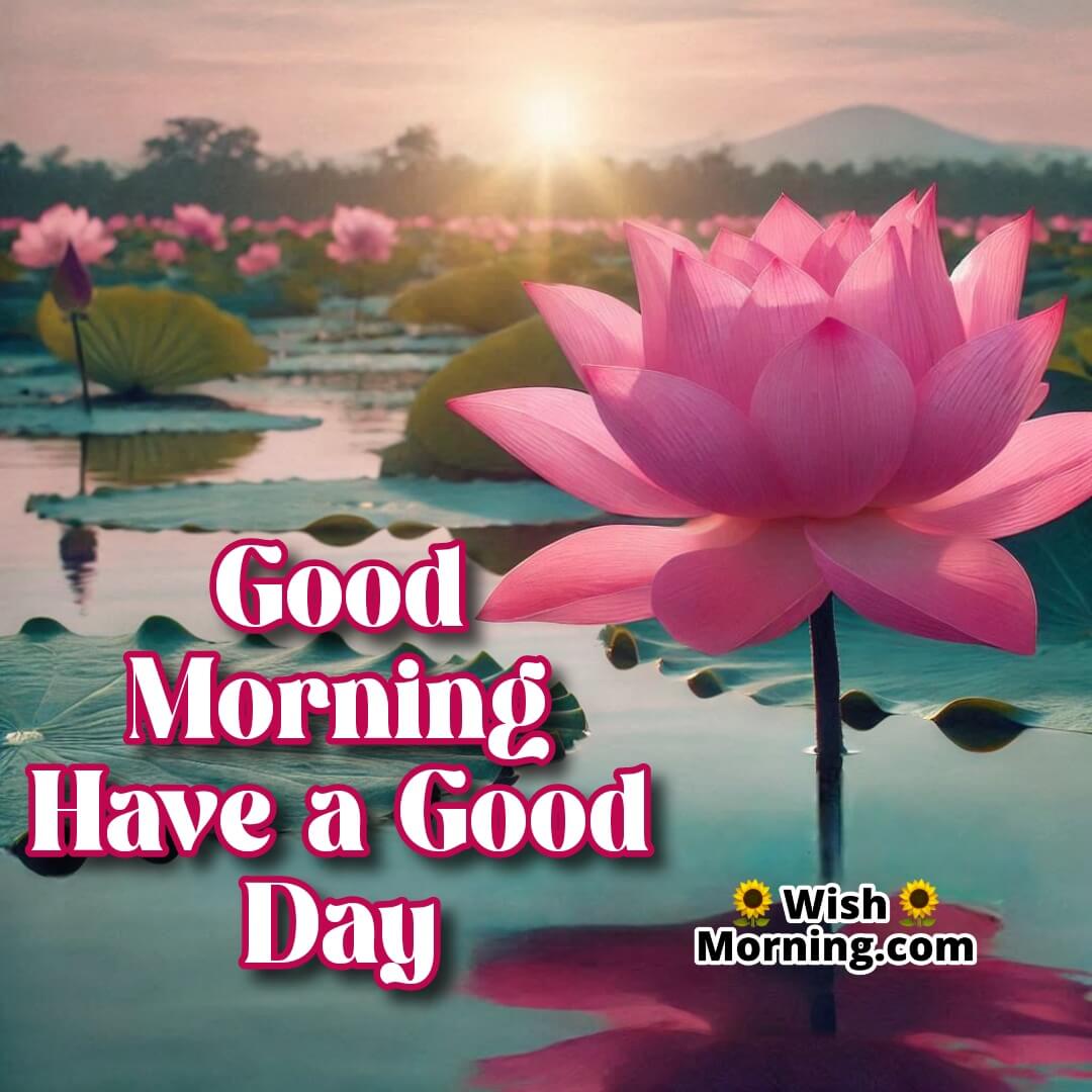 A single pink lotus blooming in a tranquil pond, symbolizing a peaceful good day.