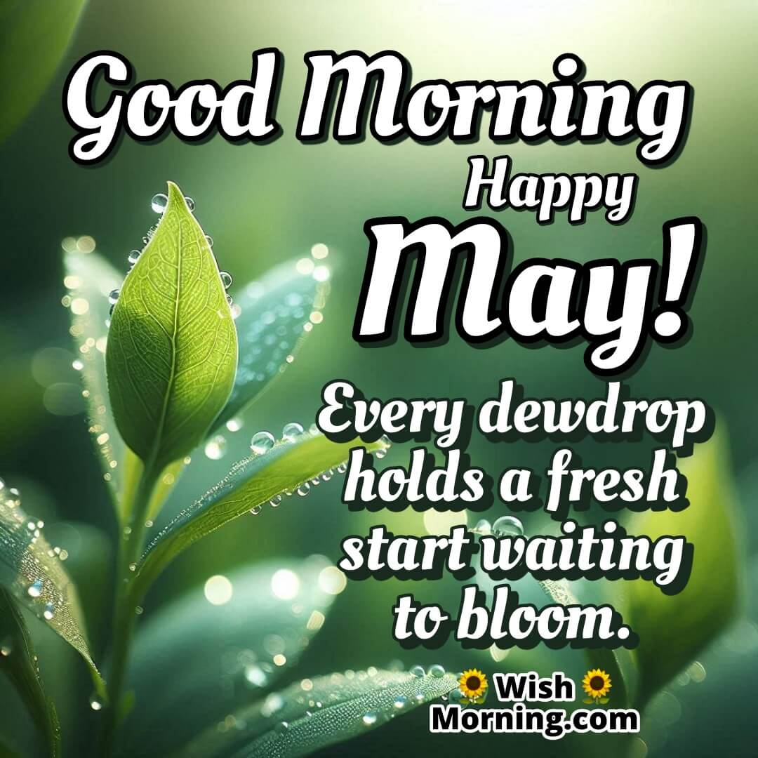 Good Morning Happy May featuring dew-covered green leaves, symbolizing freshness, hope, and new beginnings.