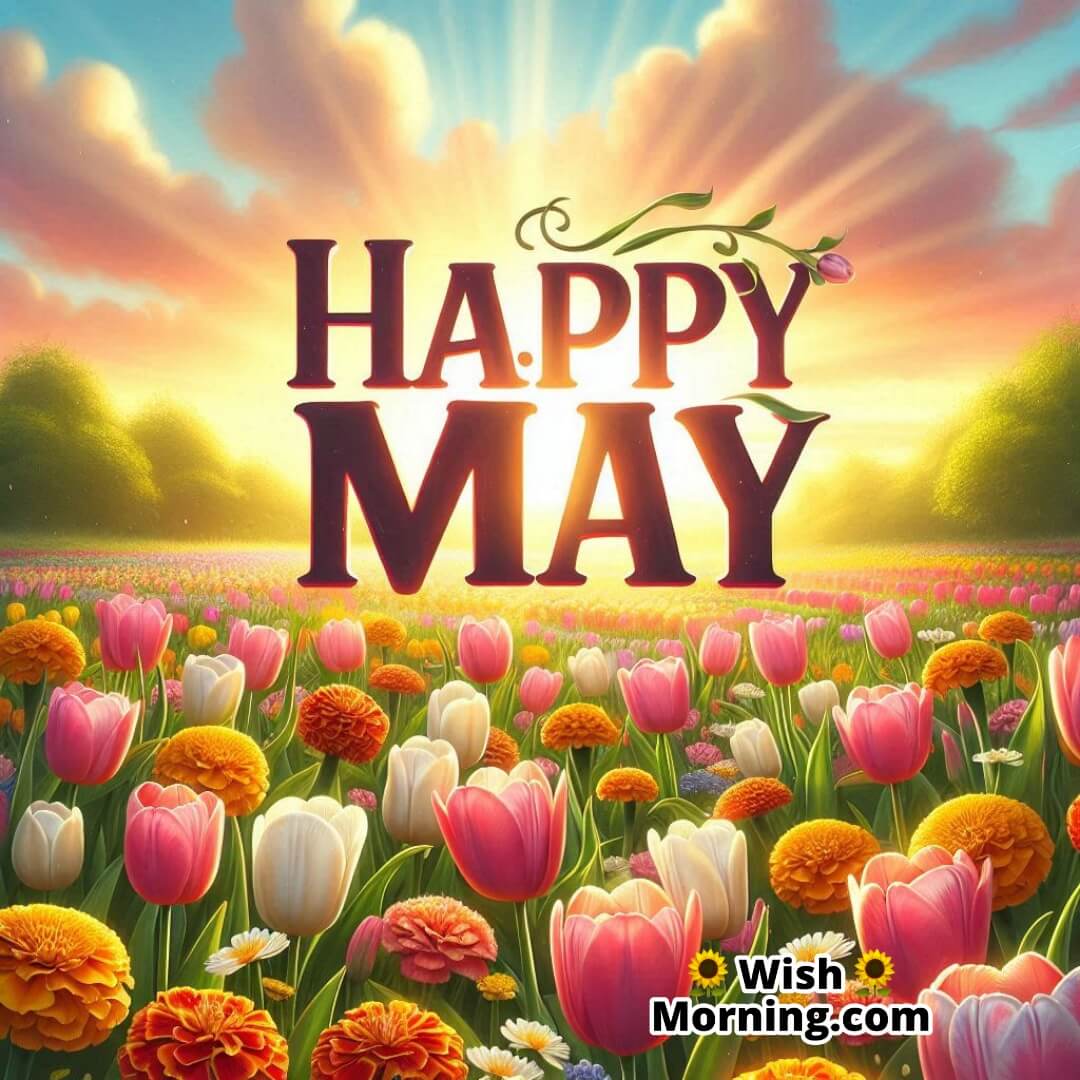 Happy May Sunshine Tulips Picture