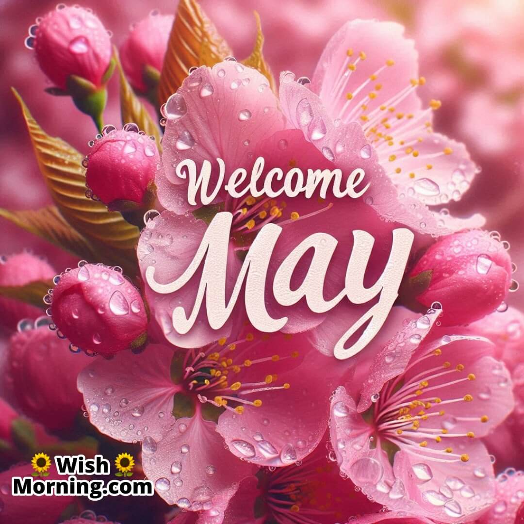 Fresh cherry blossoms symbolizing the start of a gentle May.