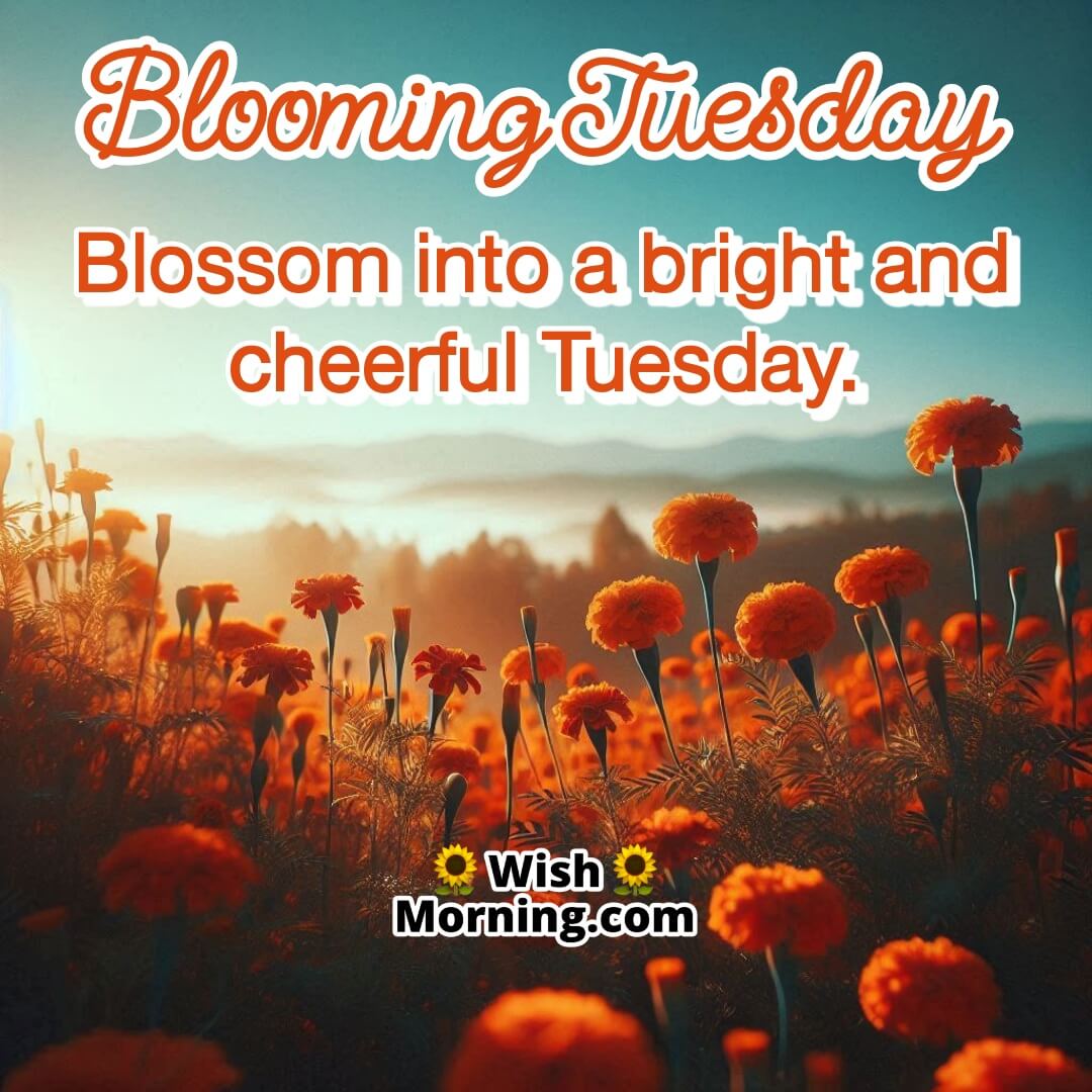 A marigold field glowing in the sunlight, symbolizing joy and warmth for Tuesday.