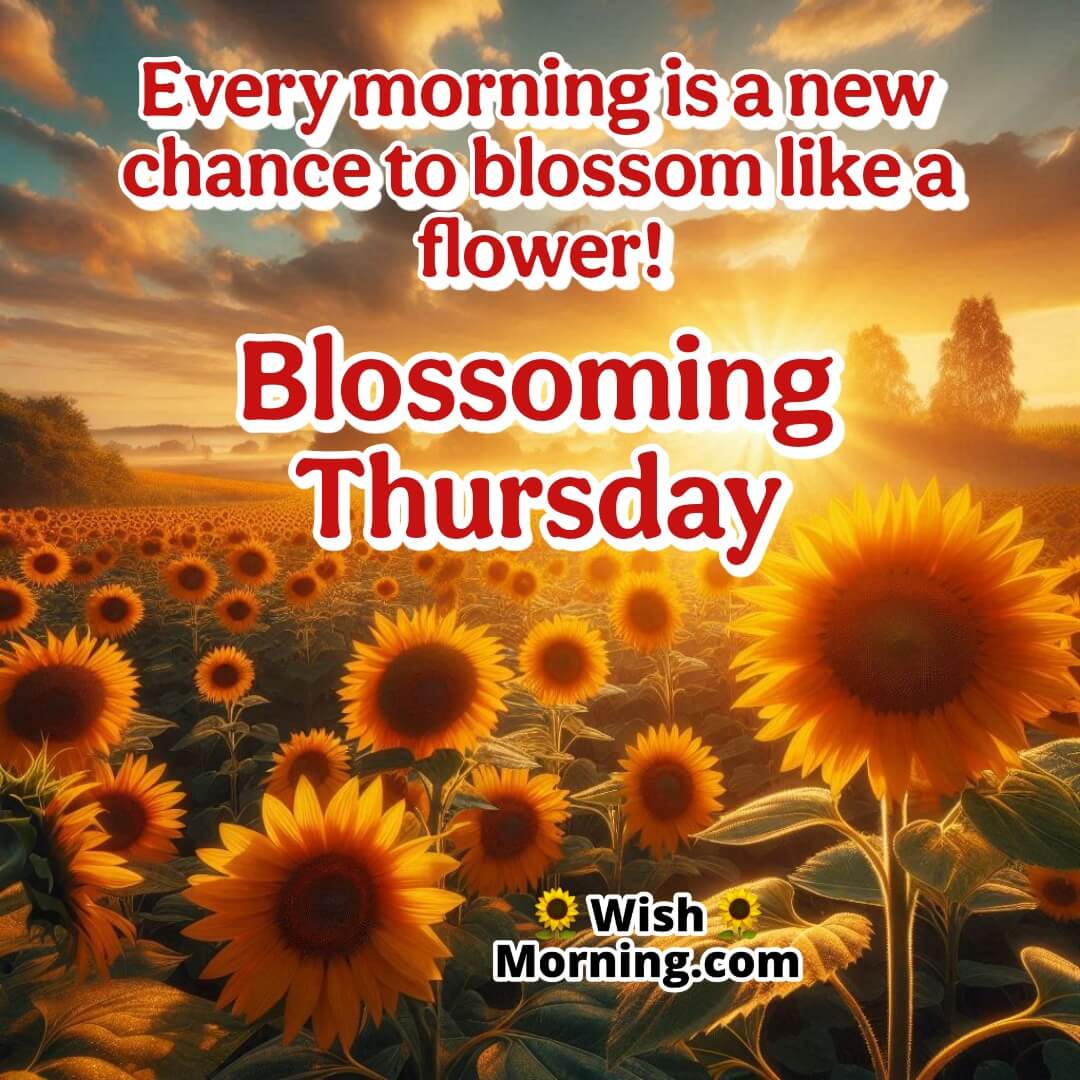 Sunflowers glowing under the morning sun on a Thursday, symbolizing positivity and energy.