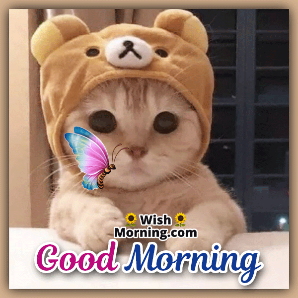 Animated GIF of a cat with twitching nostrils as a butterfly attempts to land on its nose, with a 'Good Morning' message.