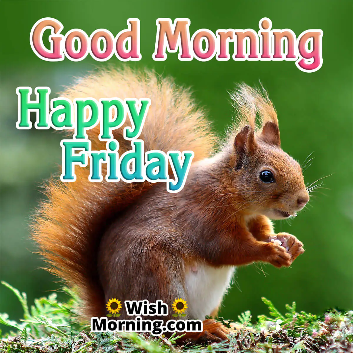 Good Morning Happy Friday