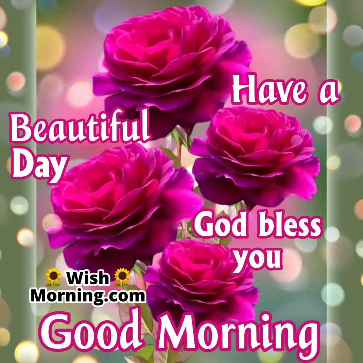 Good Morning Rose Flowers