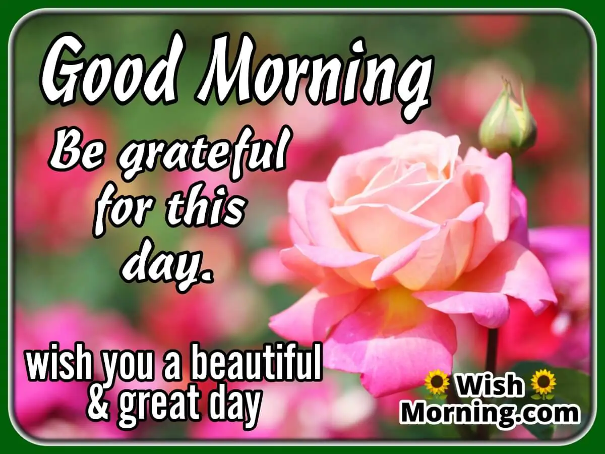 Beautiful Morning Wish With Rose Flower