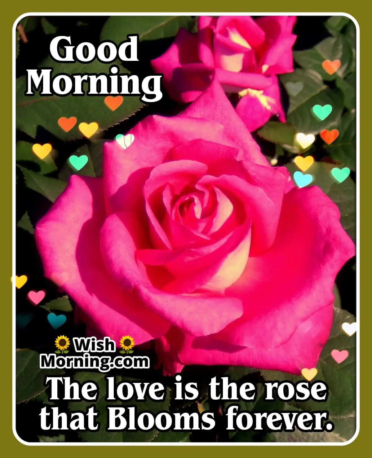Good Morning Love Quote With Rose