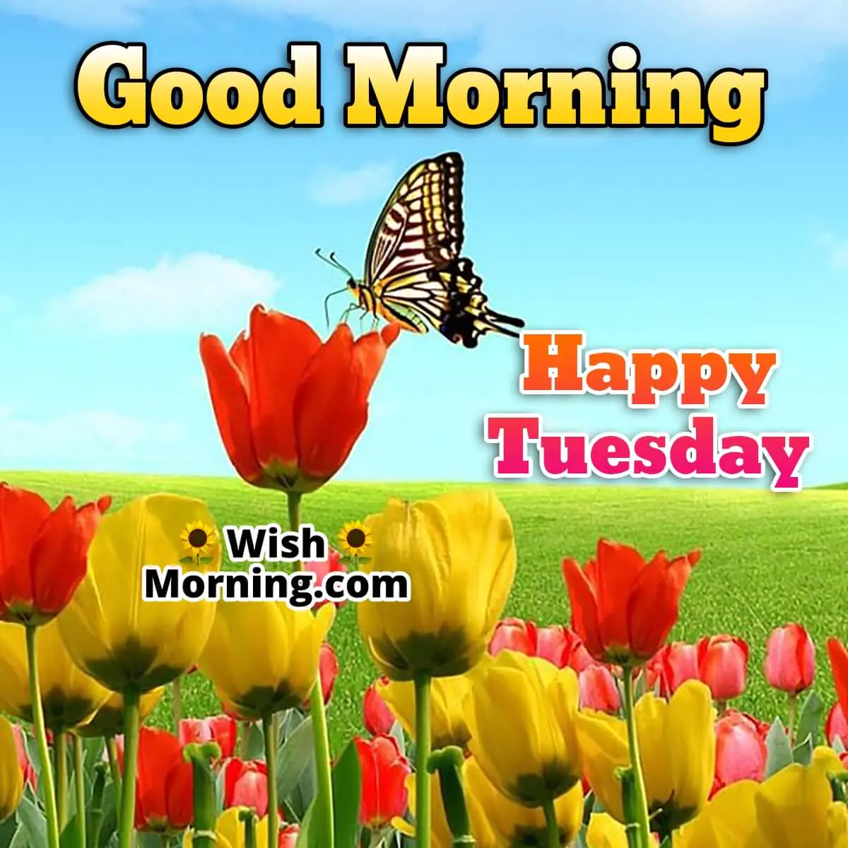 Good Morning Happy Tuesday