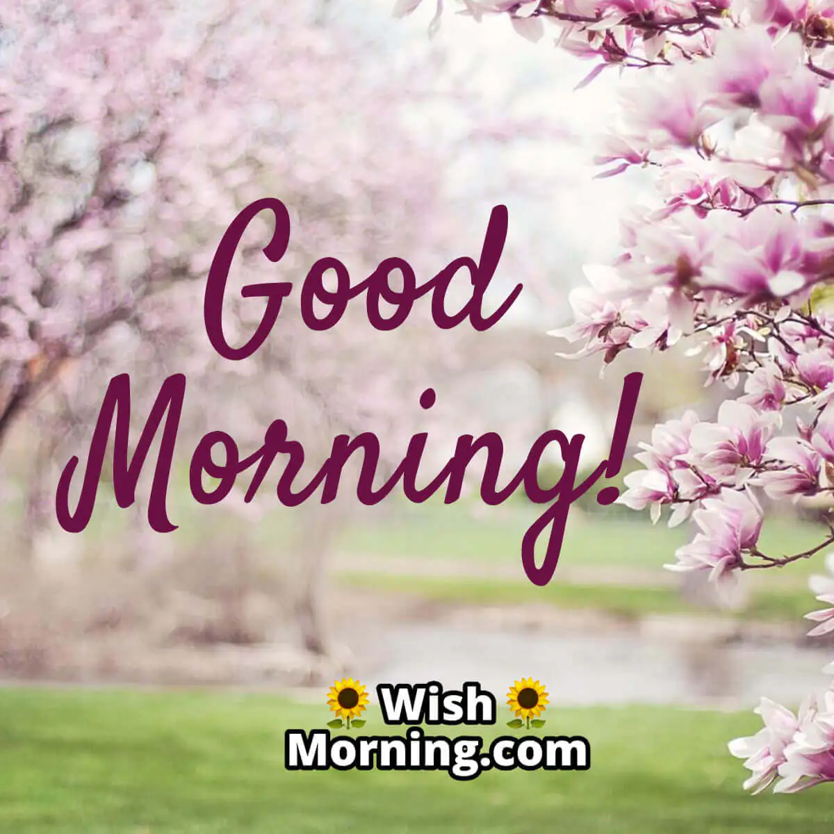 Good Morning Nature Pictures