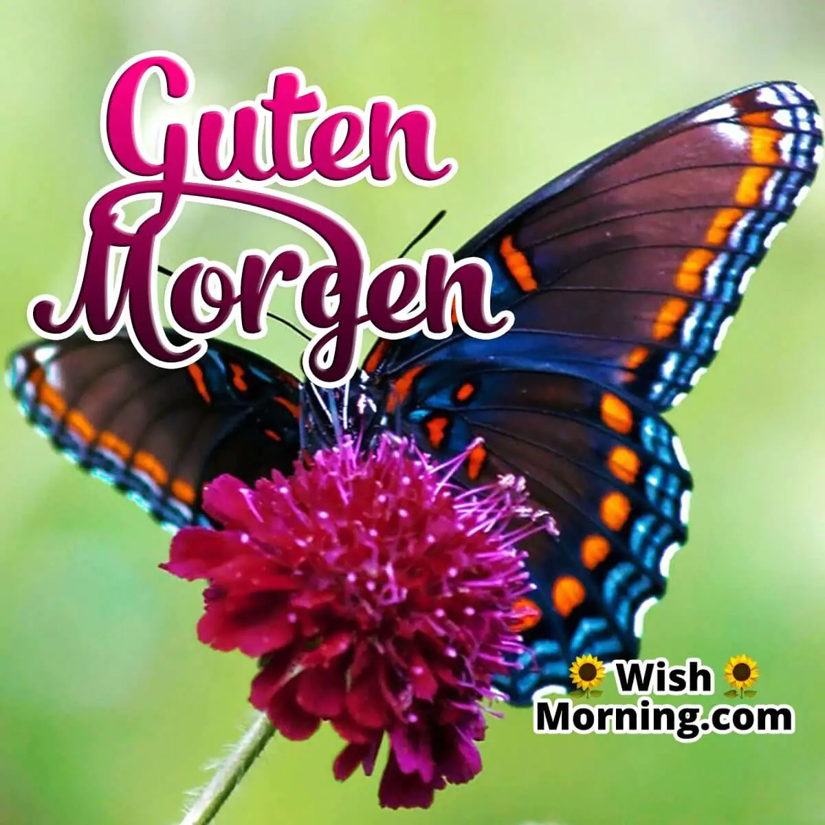 Guten Morgen Butterfly