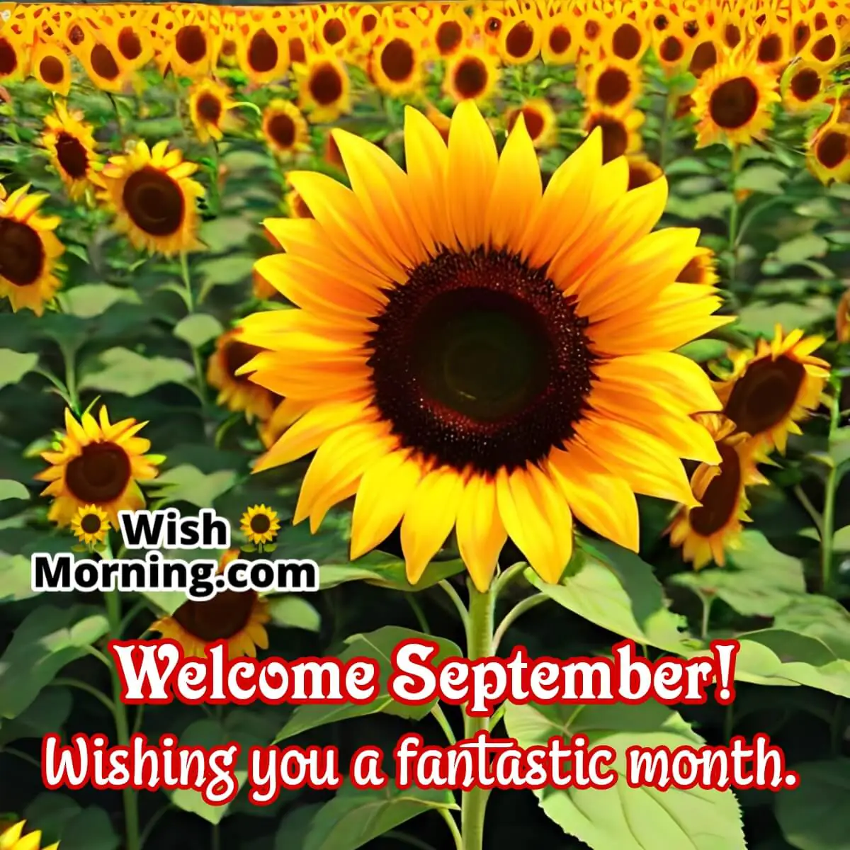 Welcome September Wish Photo