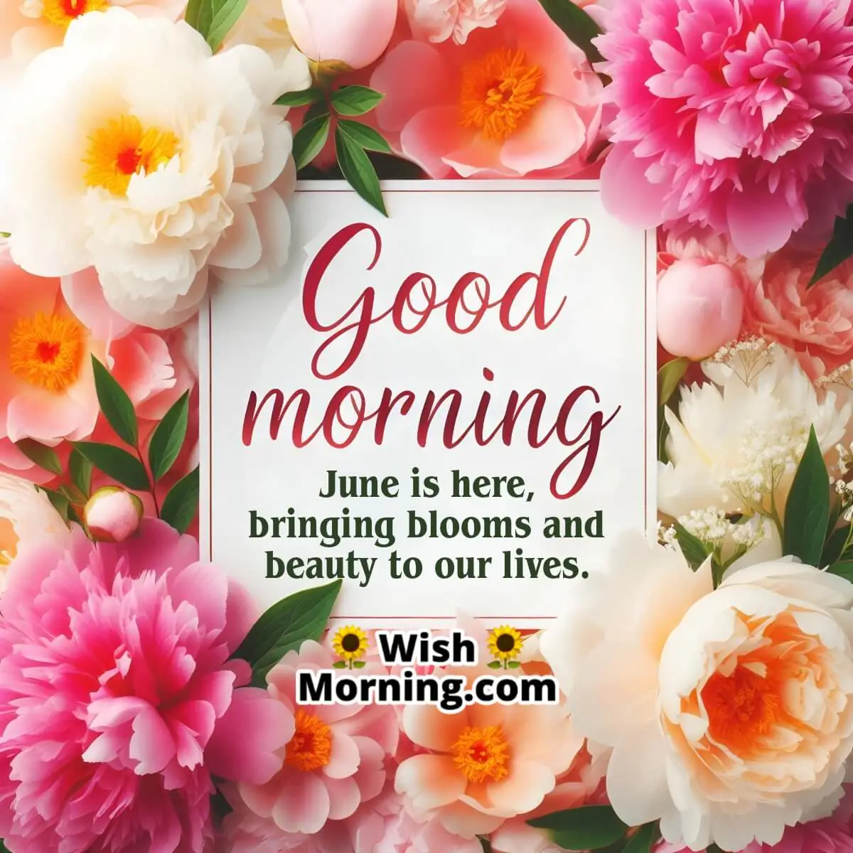 Blossoms Of June Morning Delight