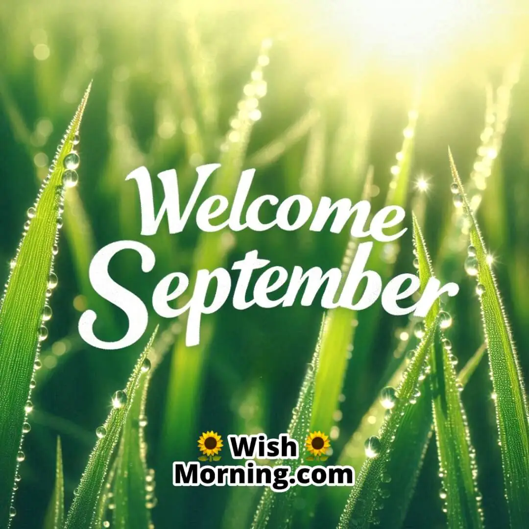 Welcome September Morning Dew On Grass