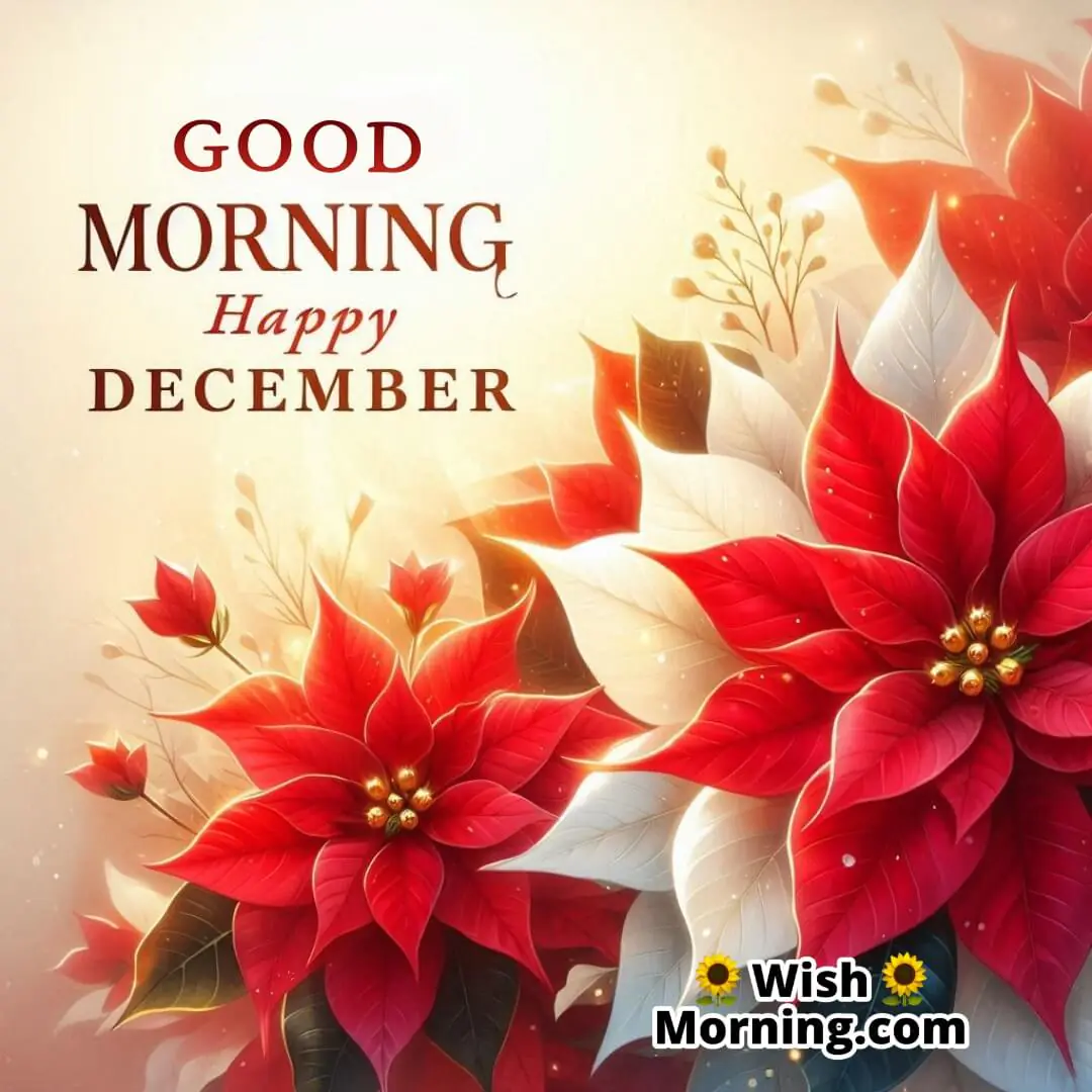 Bright red and white poinsettias blooming in a cheerful holiday setting with soft December morning light and the text Good Morning Happy December.