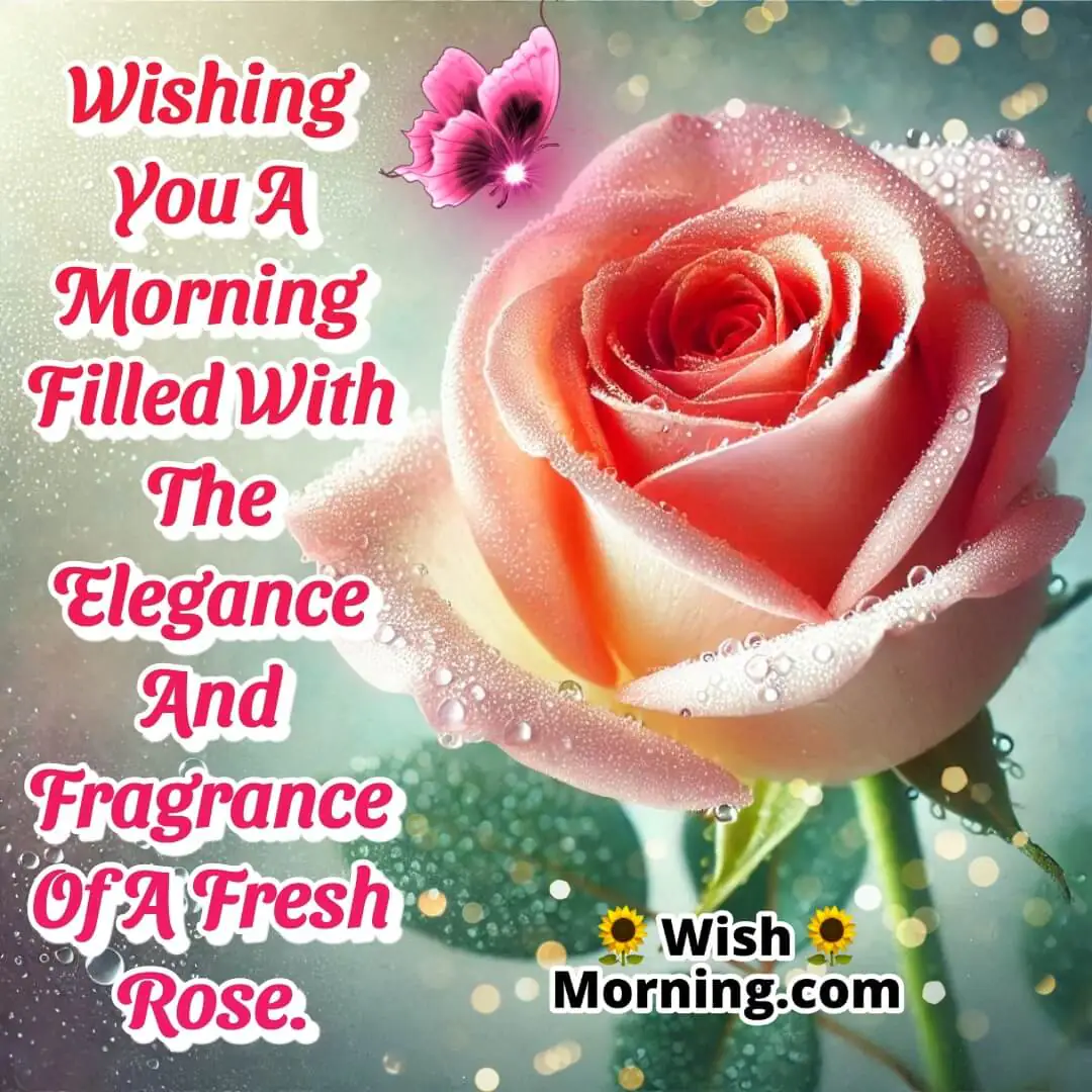 A fresh rose with dew, embodying elegance and fragrance.