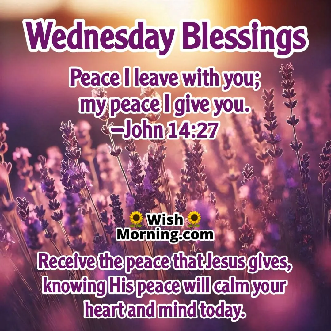 Lavender field with gentle breeze and John 14:27 for Wednesday blessings.