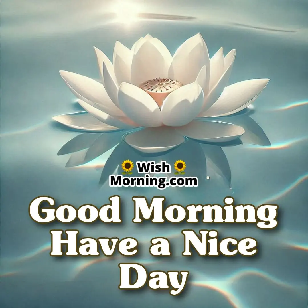 A single floating lotus on calm water, symbolizing serenity and a nice day ahead.