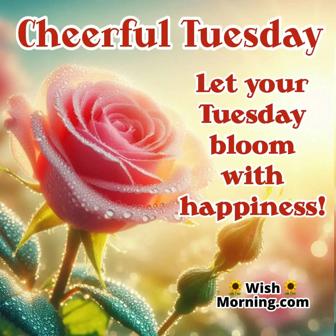 Pink rose with dewdrops, symbolizing freshness and love for Tuesday.
