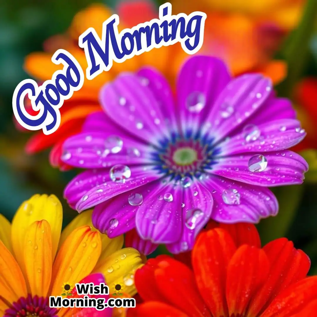 Good Morning With Dewy Flowers