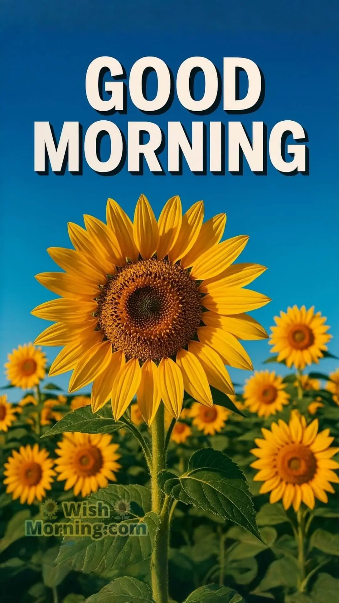 A close-up of sunflowers under a bright blue sky, glowing in sunlight with bold Good Morning