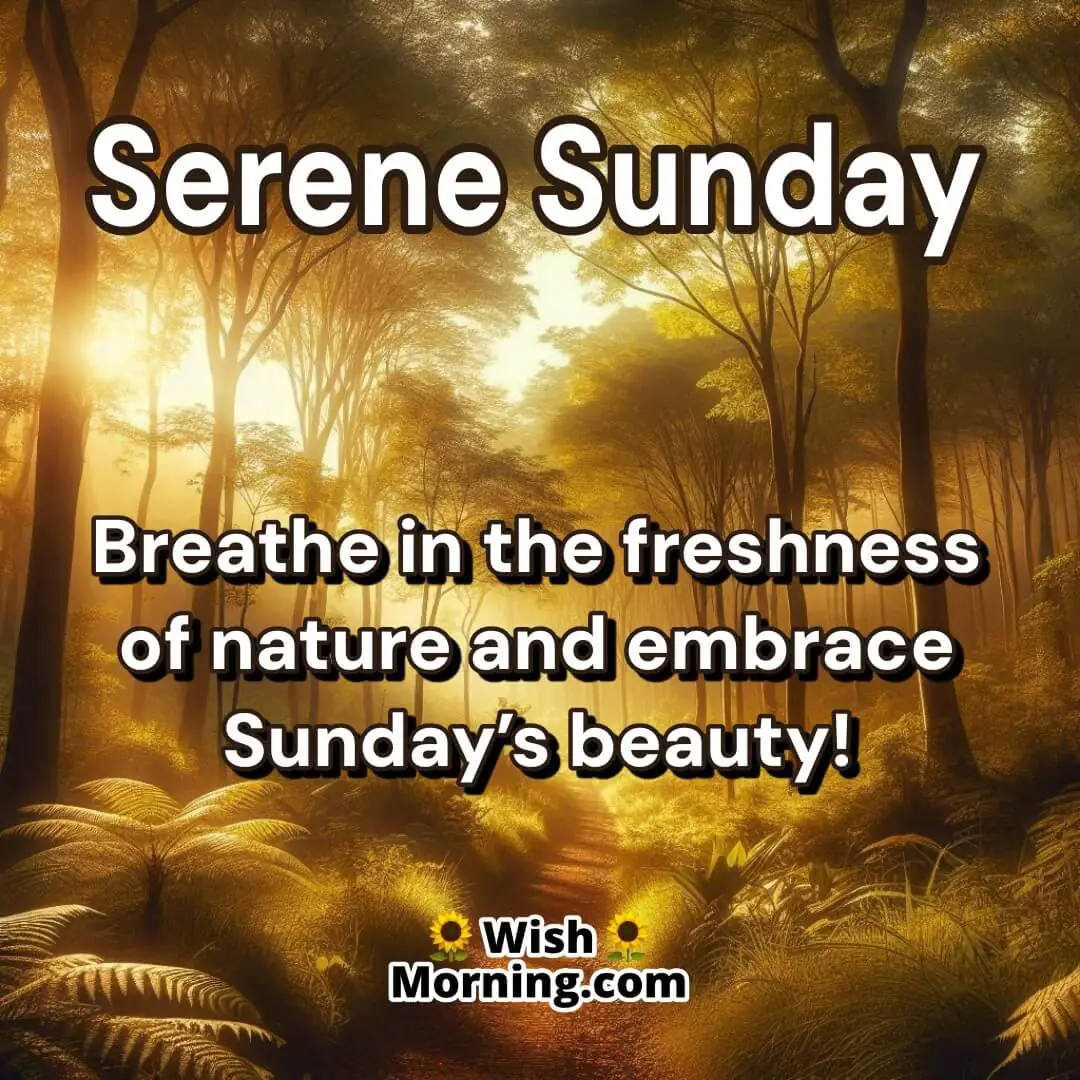 Serene Sunday Morning Fresh Nature