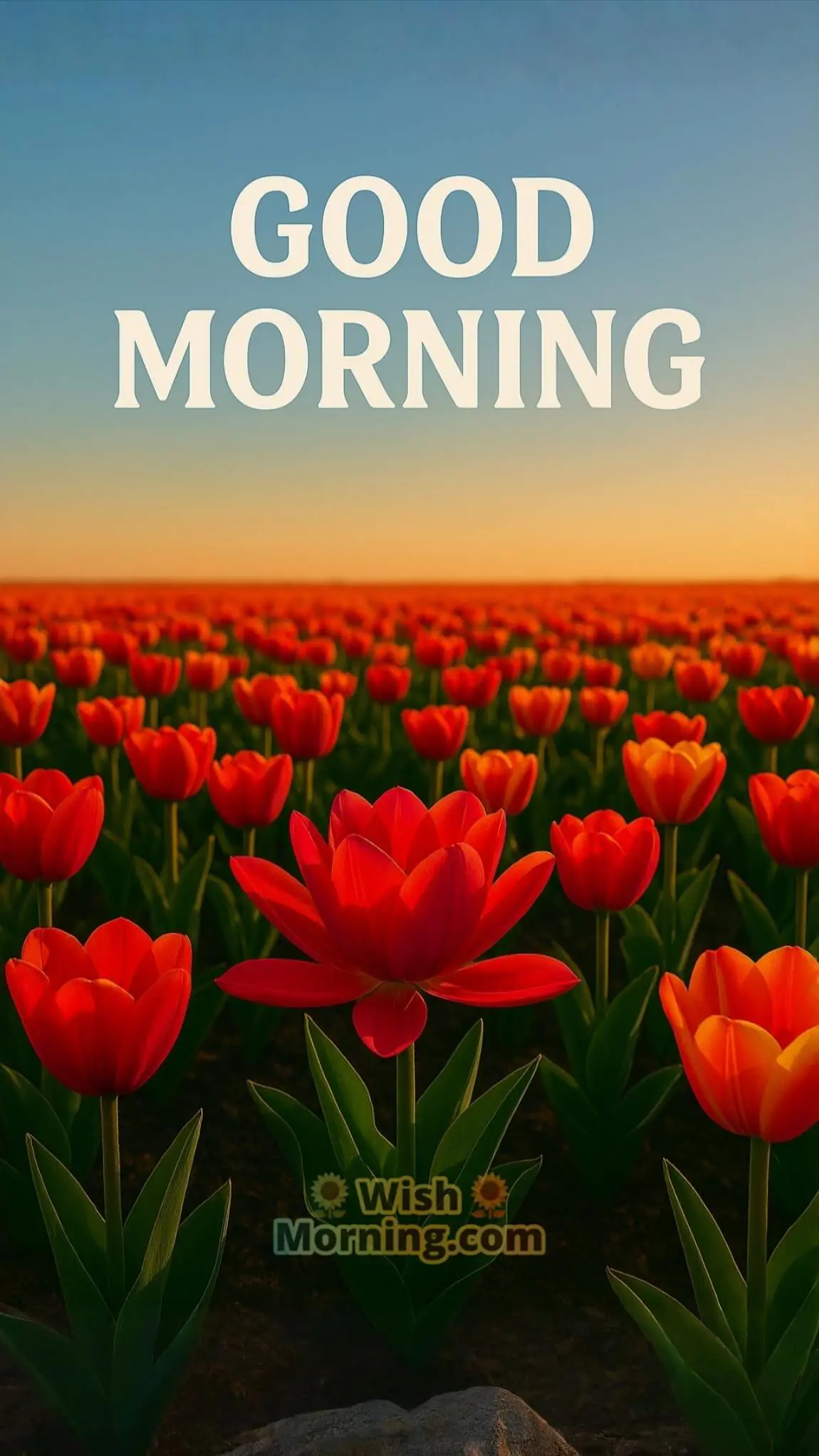 A field of red and orange tulips captured in low sunlight stretching into the horizon with bold white Good Morning text.