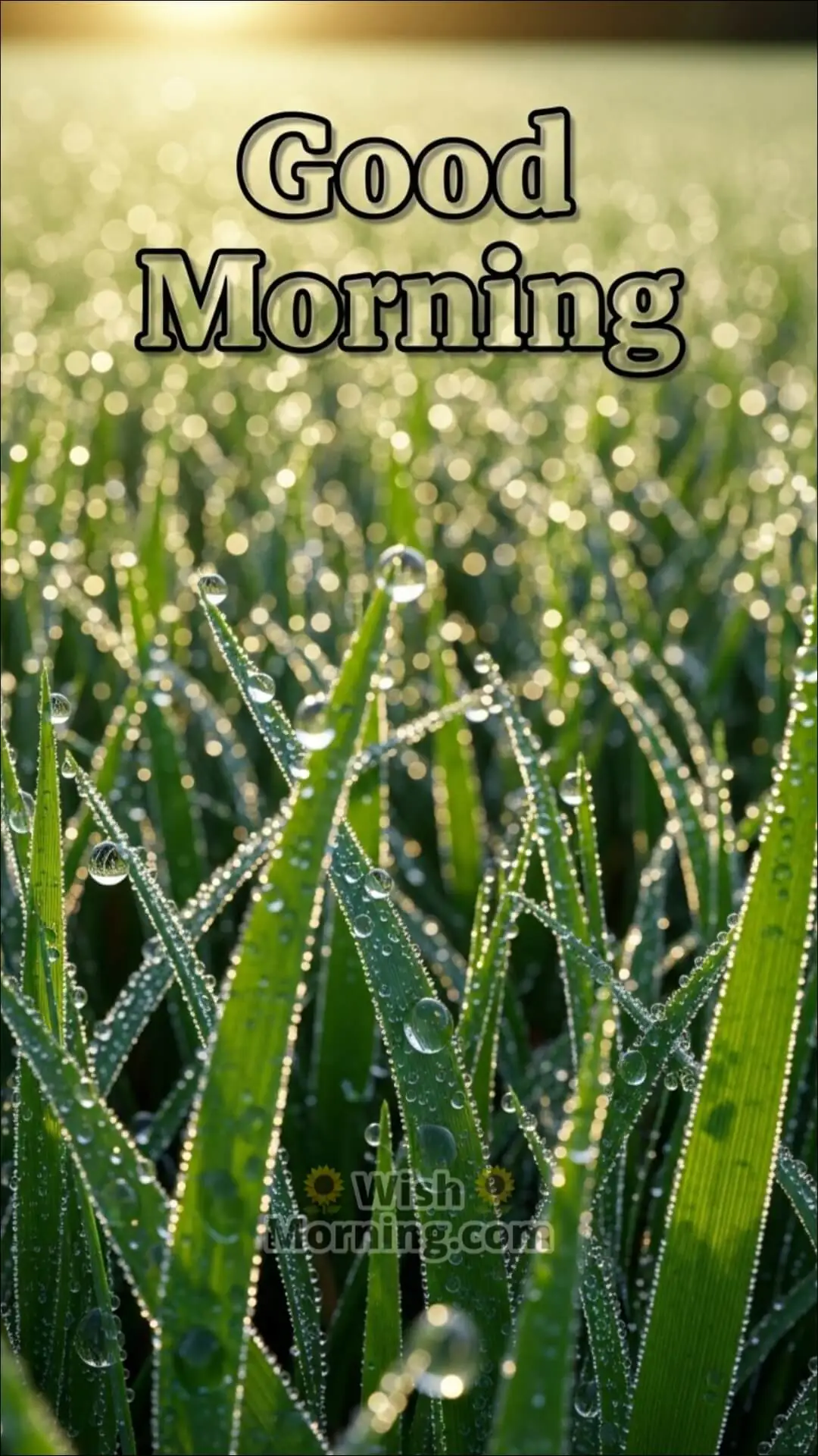 Dew Drops Good Morning Mobile Wallpaper