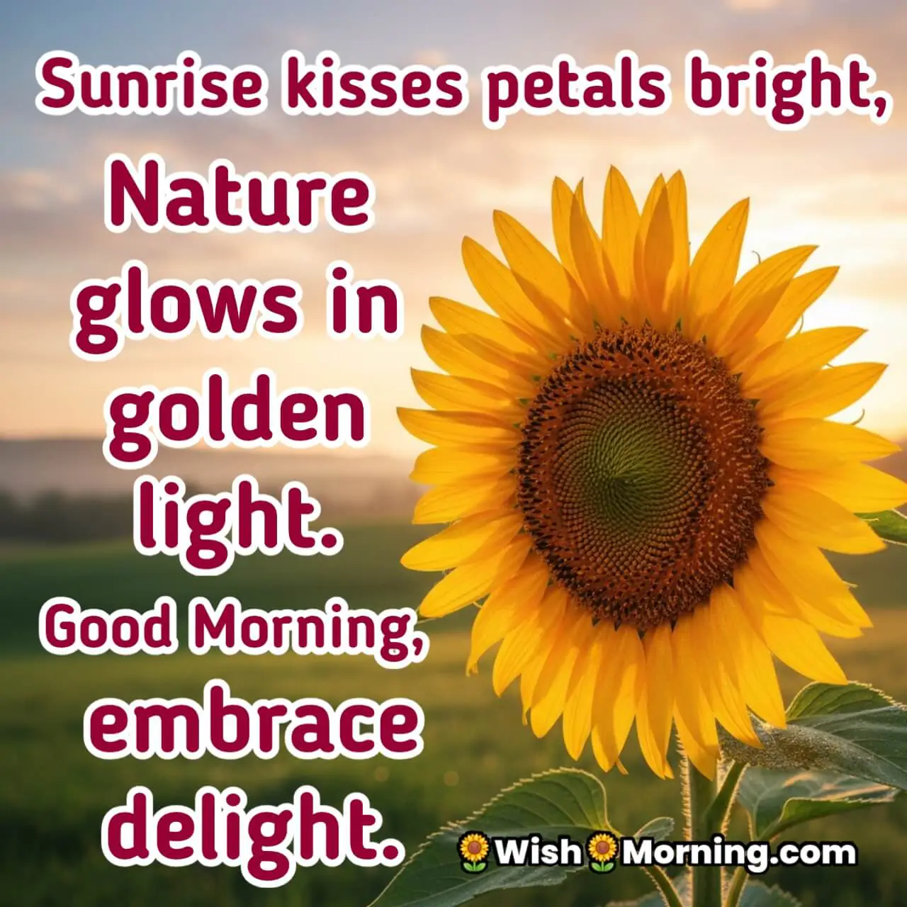 A sunflower glowing in the morning light, symbolizing warmth and positivity.